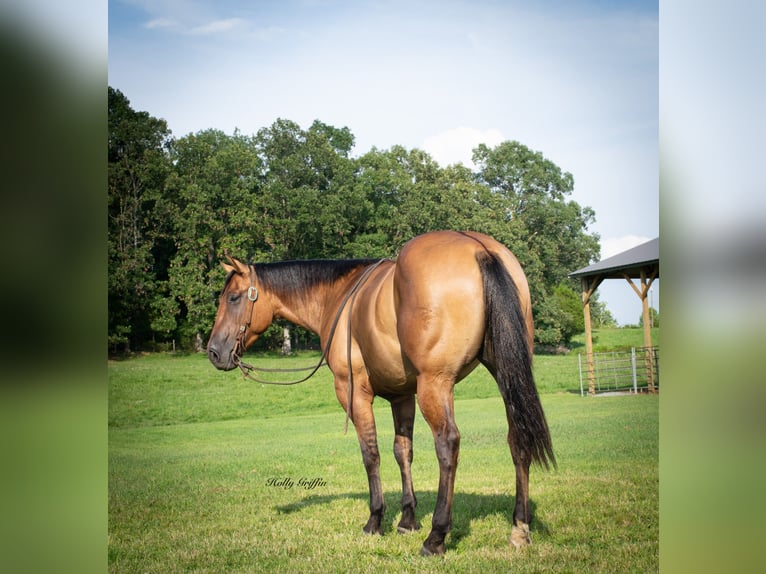 American Quarter Horse Castrone 3 Anni 152 cm Falbo in Greenville Ky