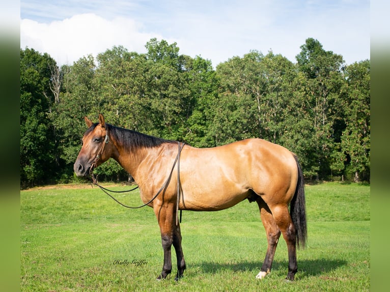 American Quarter Horse Castrone 3 Anni 152 cm Falbo in Greenville Ky