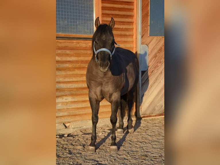 American Quarter Horse Mix Castrone 3 Anni 152 cm Grullo in Spodnji ivanjci
