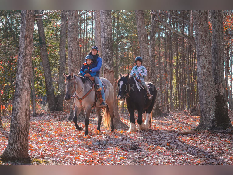 American Quarter Horse Castrone 3 Anni 152 cm Grullo in Clover