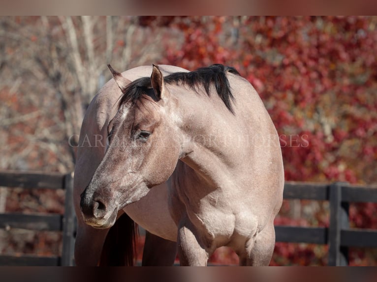 American Quarter Horse Castrone 3 Anni 152 cm Grullo in Clover