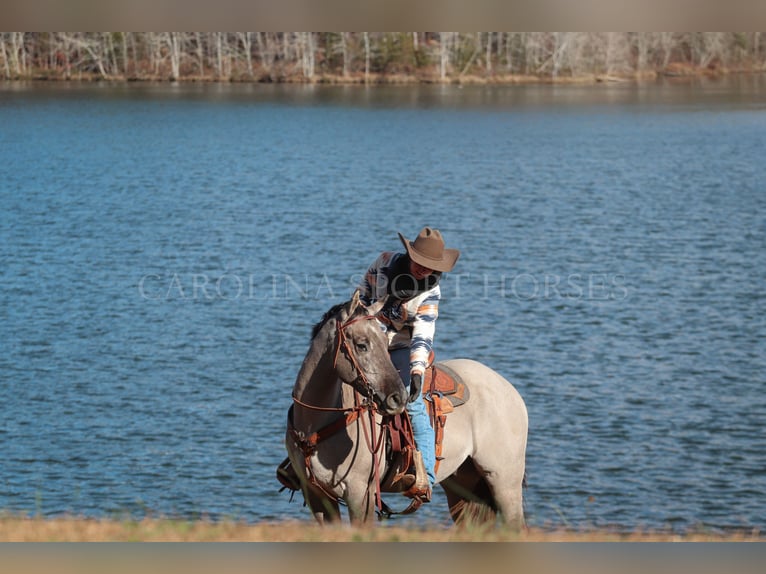 American Quarter Horse Castrone 3 Anni 152 cm Grullo in Clover