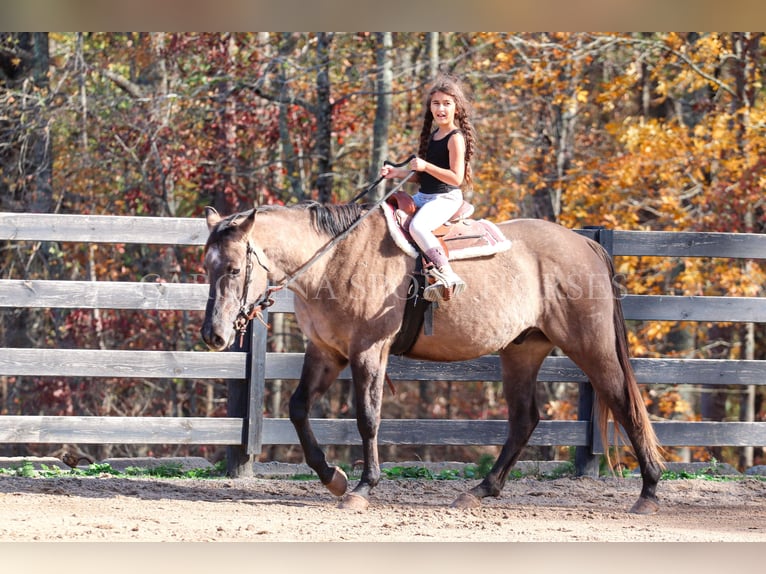 American Quarter Horse Castrone 3 Anni 152 cm Grullo in Clover