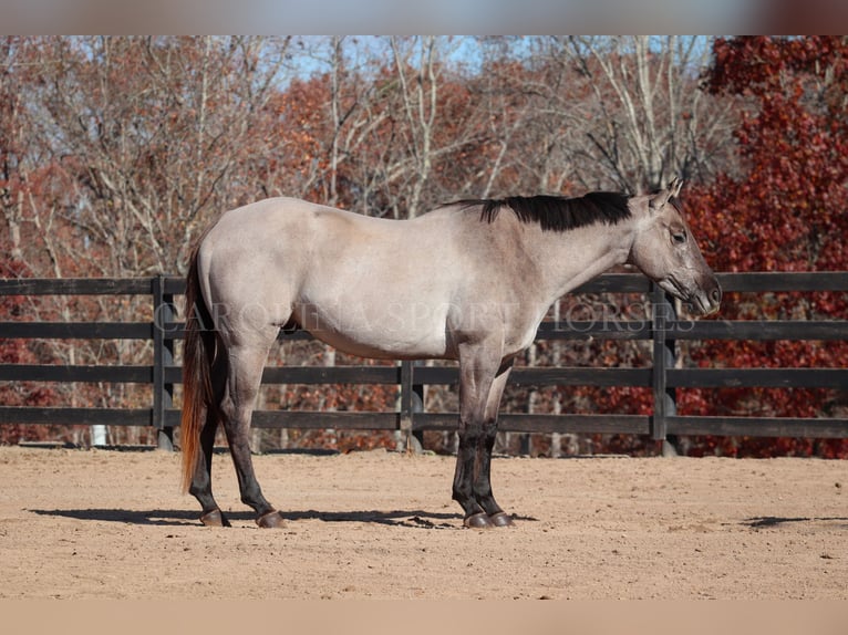 American Quarter Horse Castrone 3 Anni 152 cm Grullo in Clover