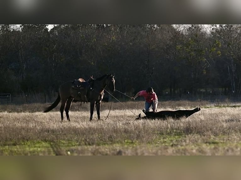 American Quarter Horse Castrone 3 Anni 152 cm Grullo in Waco, TX