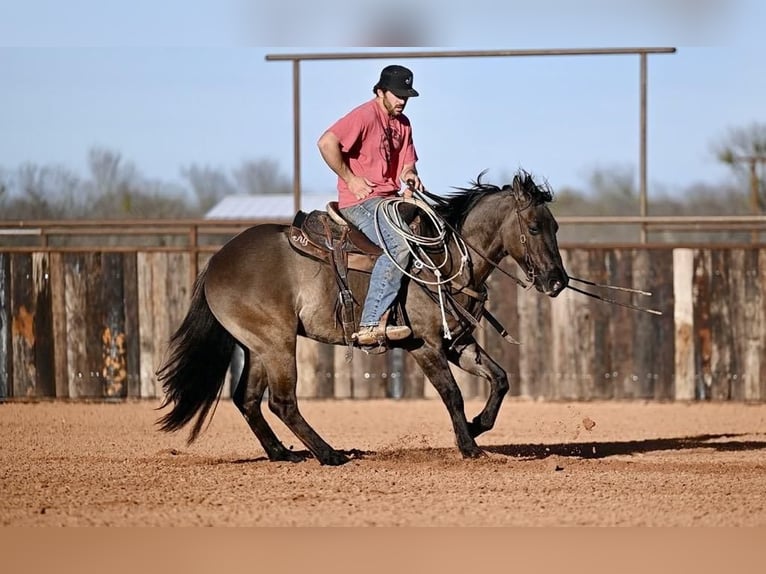 American Quarter Horse Castrone 3 Anni 152 cm Grullo in Waco, TX