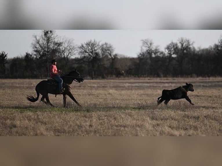 American Quarter Horse Castrone 3 Anni 152 cm Grullo in Waco, TX