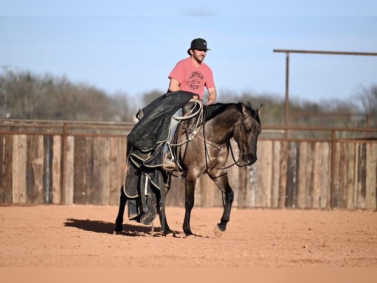 American Quarter Horse Castrone 3 Anni 152 cm Grullo in Waco, TX