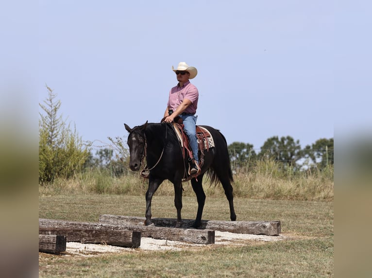 American Quarter Horse Castrone 3 Anni 152 cm Morello in Buffalo