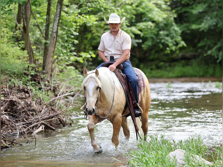 American Quarter Horse Castrone 3 Anni 152 cm Palomino in Buffalo