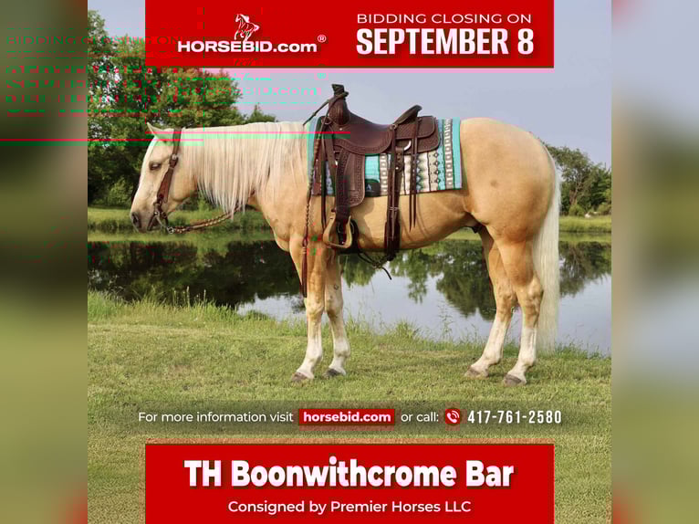 American Quarter Horse Castrone 3 Anni 152 cm Palomino in Buffalo