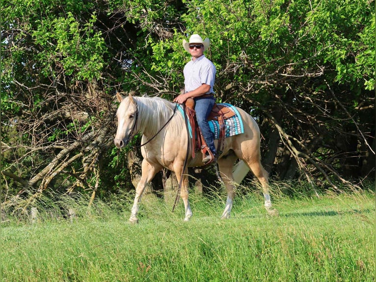 American Quarter Horse Castrone 3 Anni 152 cm Palomino in Buffalo