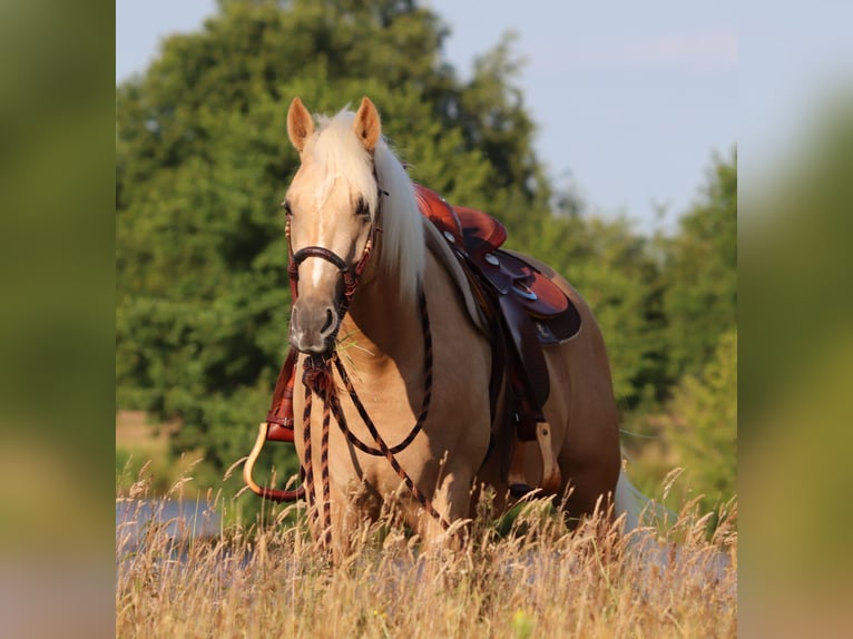 American Quarter Horse Mix Castrone 3 Anni 152 cm Palomino in Oberhausen