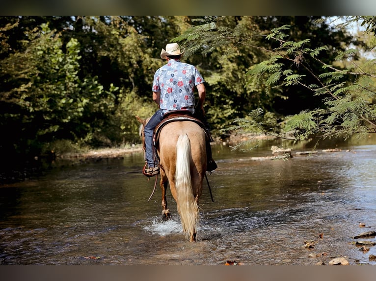 American Quarter Horse Castrone 3 Anni 152 cm Palomino in Sante Fe, TN