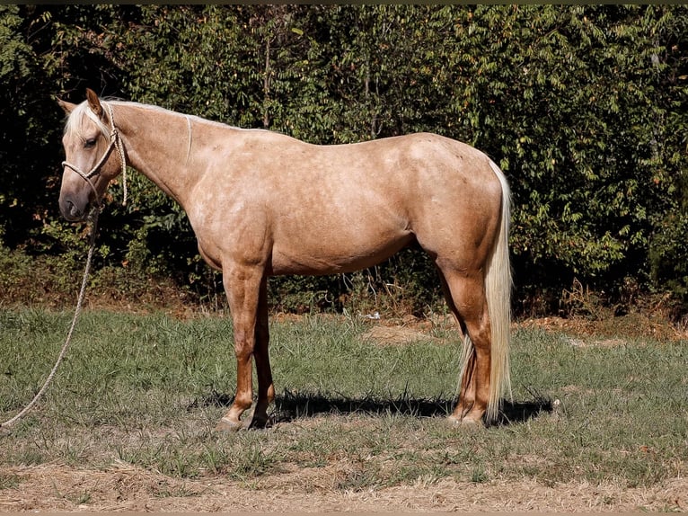 American Quarter Horse Castrone 3 Anni 152 cm Palomino in Sante Fe, TN