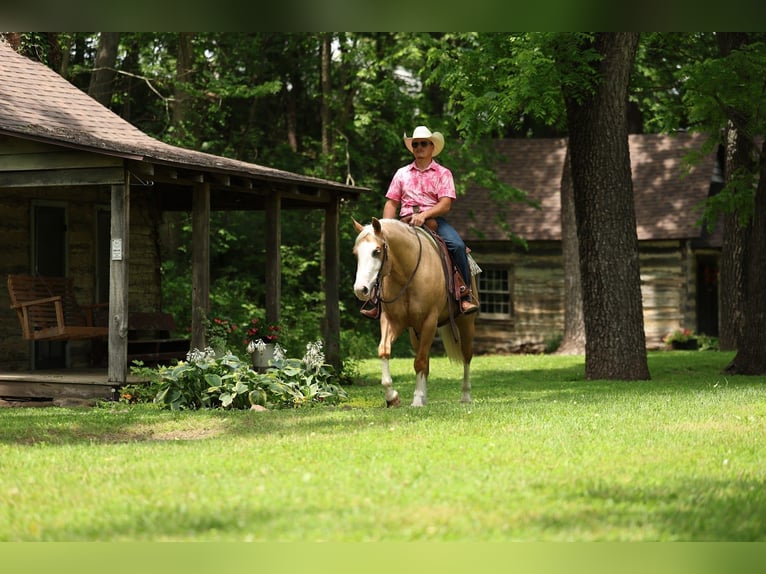American Quarter Horse Castrone 3 Anni 152 cm Palomino in Buffalo