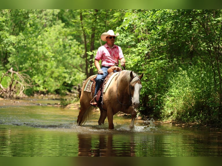 American Quarter Horse Castrone 3 Anni 152 cm Palomino in Buffalo