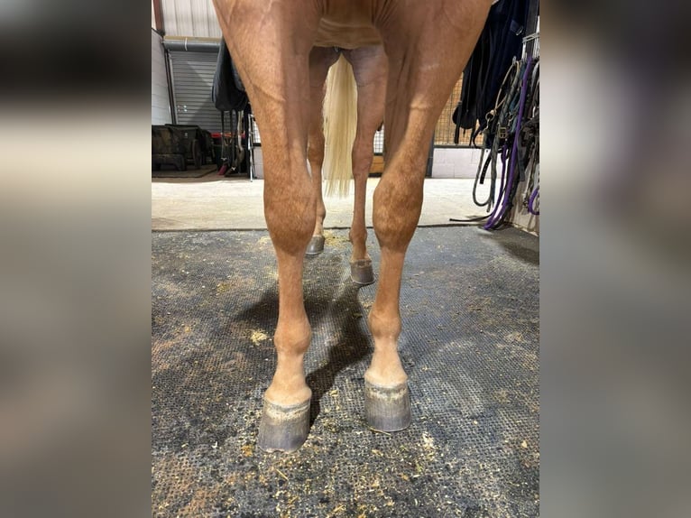 American Quarter Horse Castrone 3 Anni 152 cm Palomino in Whitesboro