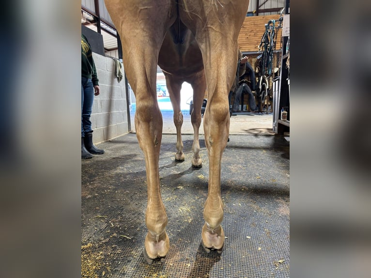 American Quarter Horse Castrone 3 Anni 152 cm Palomino in Whitesboro