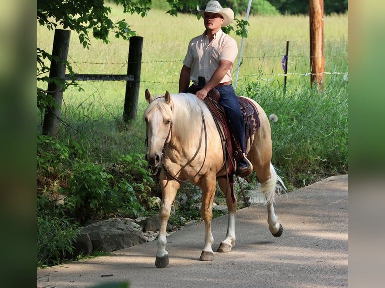 American Quarter Horse Castrone 3 Anni 152 cm Palomino in Buffalo, MO