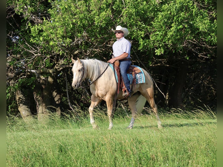 American Quarter Horse Castrone 3 Anni 152 cm Palomino in Buffalo, MO