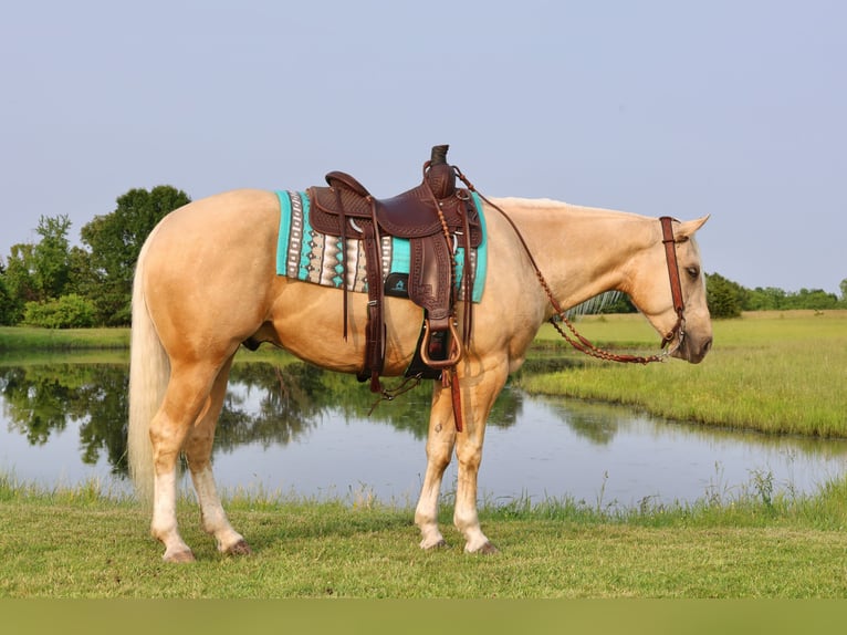 American Quarter Horse Castrone 3 Anni 152 cm Palomino in Buffalo, MO
