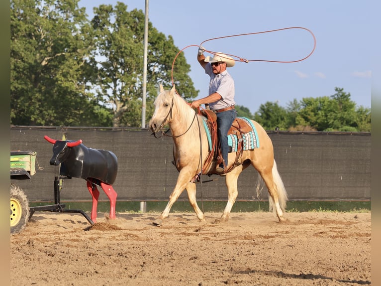 American Quarter Horse Castrone 3 Anni 152 cm Palomino in Buffalo, MO