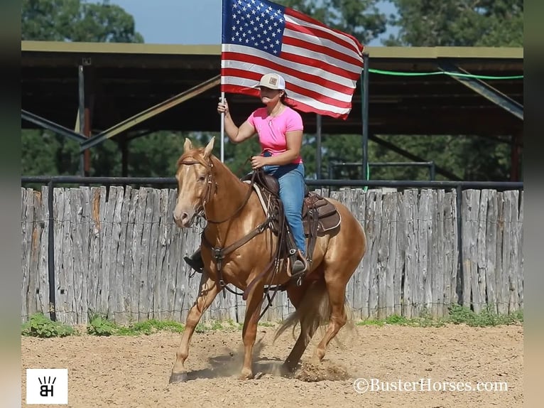 American Quarter Horse Castrone 3 Anni 152 cm Palomino in Weatherford TX
