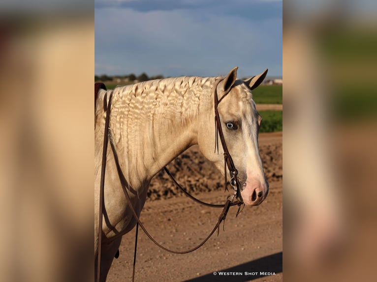 American Quarter Horse Castrone 3 Anni 152 cm Palomino in Buckeye, AZ