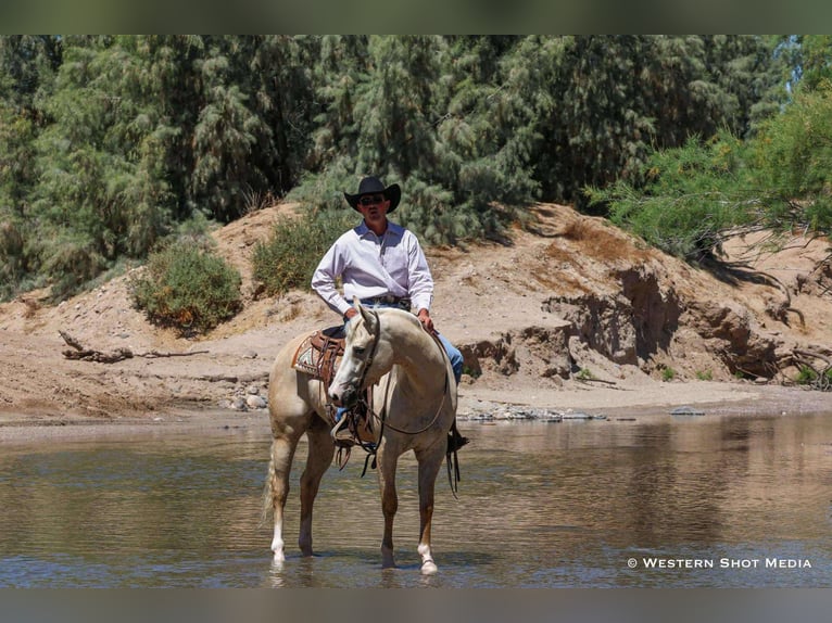 American Quarter Horse Castrone 3 Anni 152 cm Palomino in Buckeye, AZ
