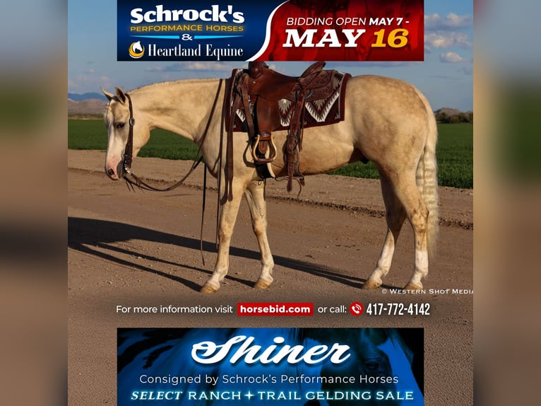 American Quarter Horse Castrone 3 Anni 152 cm Palomino in Buckeye, AZ
