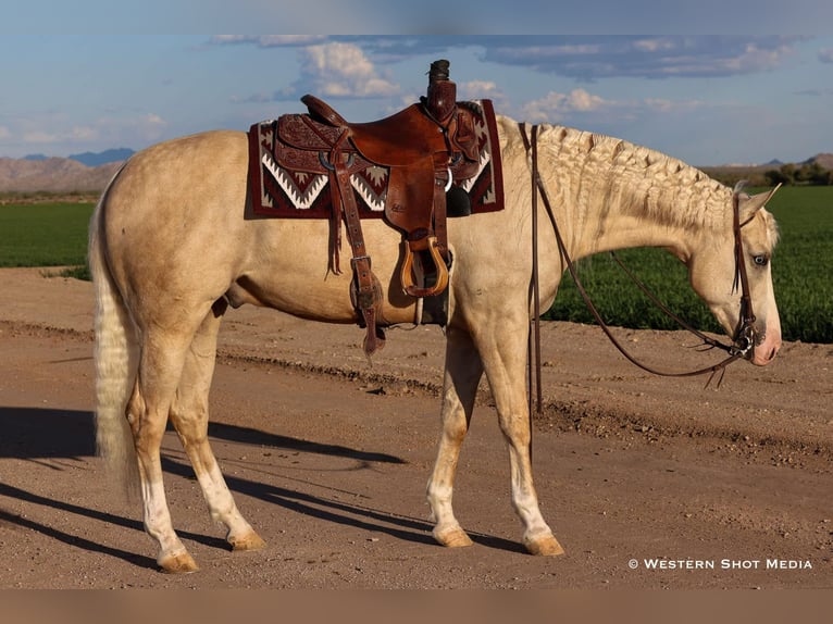 American Quarter Horse Castrone 3 Anni 152 cm Palomino in Buckeye, AZ