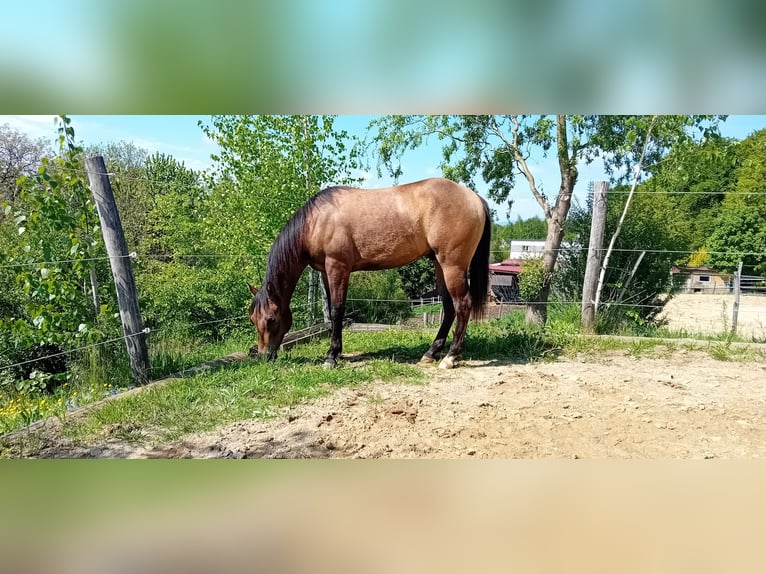 American Quarter Horse Castrone 3 Anni 152 cm Pelle di daino in Ilz