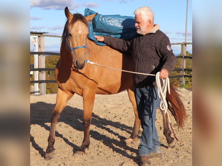 American Quarter Horse Castrone 3 Anni 152 cm Pelle di daino in Müglitztal
