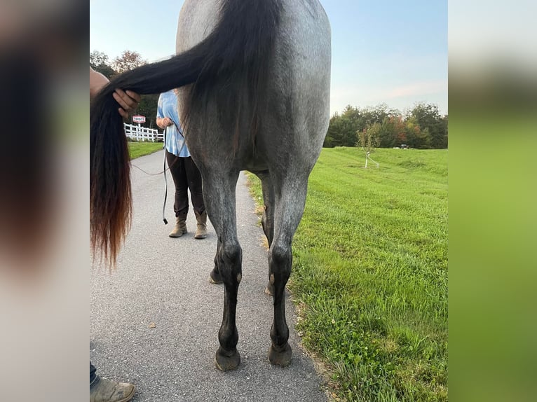 American Quarter Horse Castrone 3 Anni 152 cm Roano blu in Etna ME
