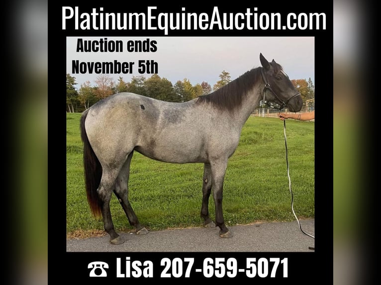 American Quarter Horse Castrone 3 Anni 152 cm Roano blu in Etna ME