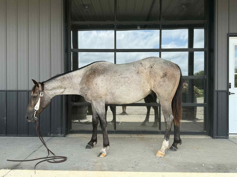American Quarter Horse Castrone 3 Anni 152 cm Roano blu in Selma IA