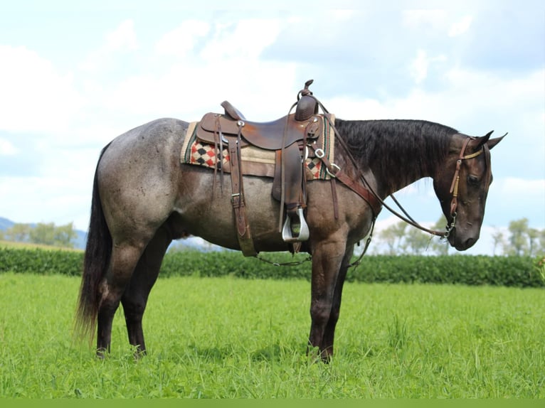 American Quarter Horse Castrone 3 Anni 152 cm Roano blu in Rebersburg