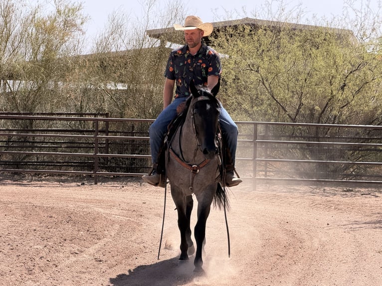 American Quarter Horse Castrone 3 Anni 152 cm Roano blu in Scottsdale