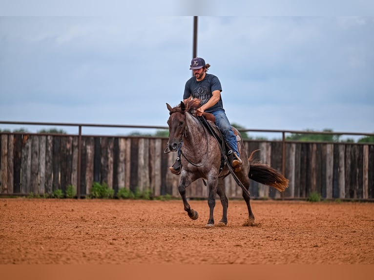 American Quarter Horse Castrone 3 Anni 152 cm Roano rosso in Waco