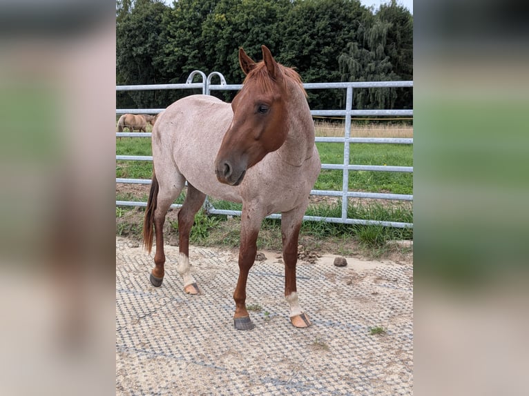 American Quarter Horse Castrone 3 Anni 152 cm Roano rosso in Attenkirchen