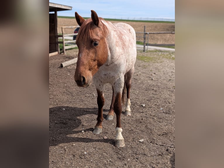 American Quarter Horse Castrone 3 Anni 152 cm Roano rosso in Attenkirchen