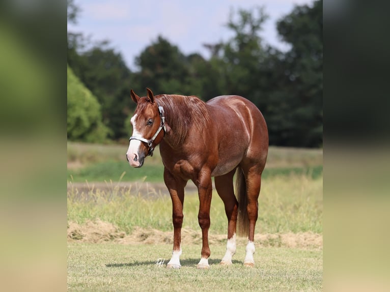 American Quarter Horse Castrone 3 Anni 152 cm Roano rosso in Buffalo, MO