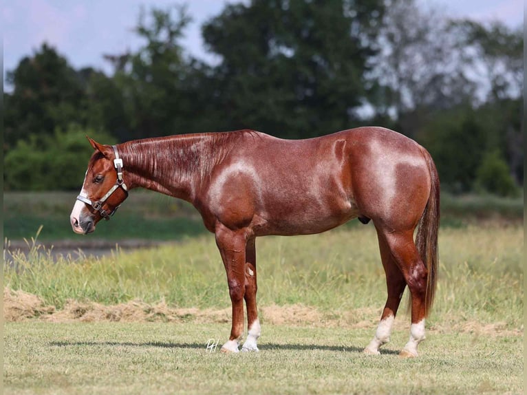 American Quarter Horse Castrone 3 Anni 152 cm Roano rosso in Buffalo, MO