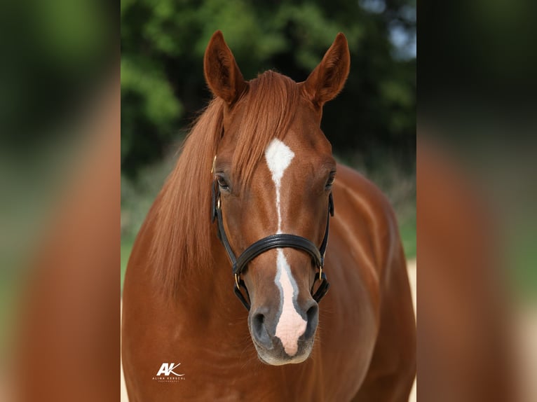 American Quarter Horse Castrone 3 Anni 152 cm Sauro in Engelsberg