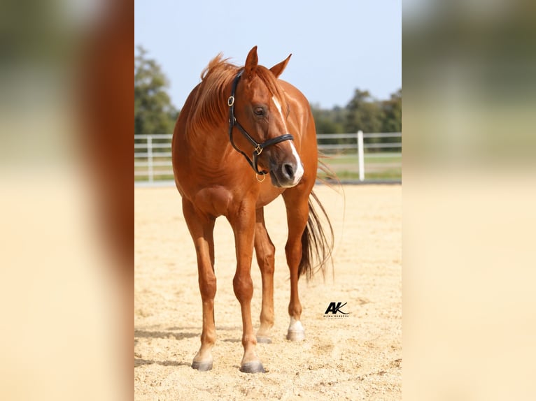 American Quarter Horse Castrone 3 Anni 152 cm Sauro in Engelsberg