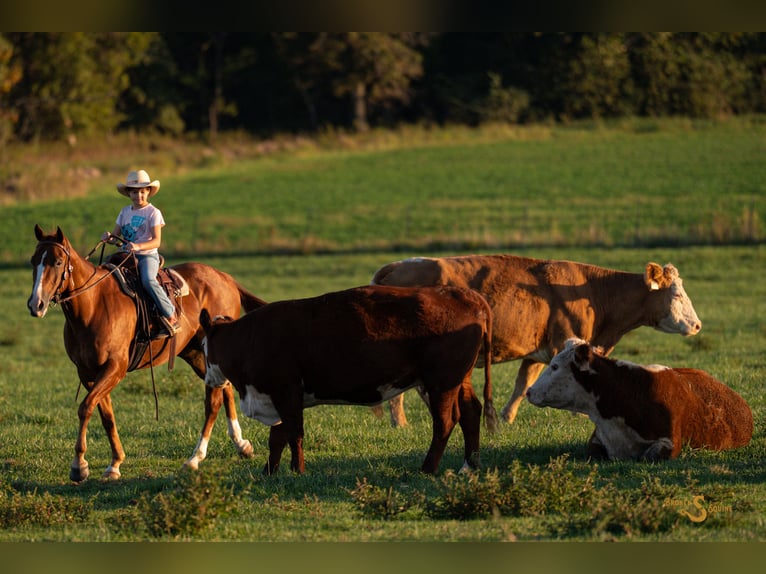 American Quarter Horse Castrone 3 Anni 152 cm Sauro ciliegia in Bogard