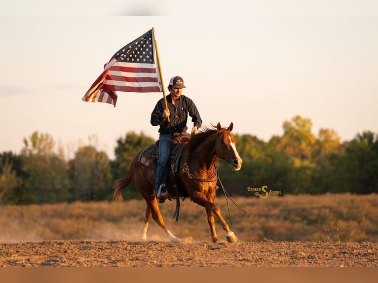 American Quarter Horse Castrone 3 Anni 152 cm Sauro ciliegia in Bogard