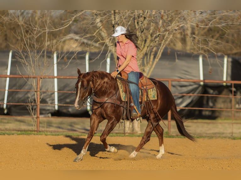 American Quarter Horse Castrone 3 Anni 152 cm Sauro ciliegia in Rusk
