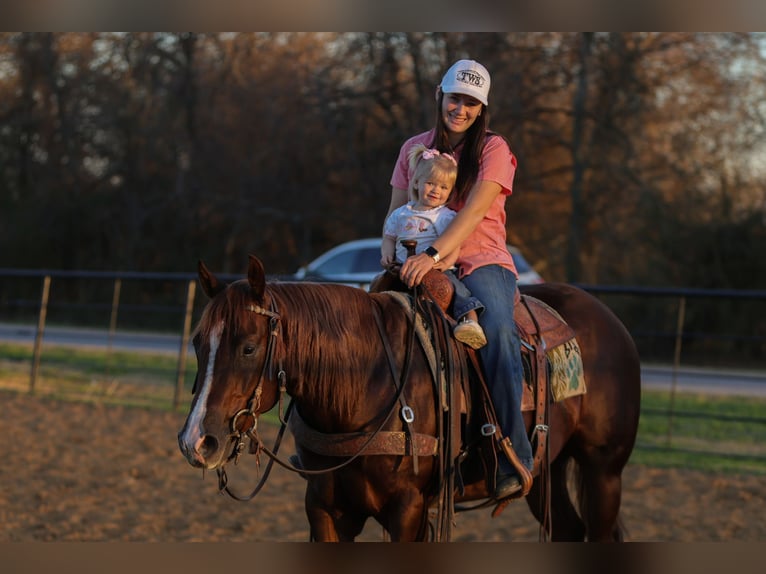 American Quarter Horse Castrone 3 Anni 152 cm Sauro ciliegia in Rusk